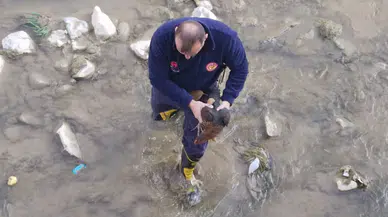 Harşit Çayı'na düşen tavuğu itfaiye kurtardı