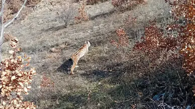 Gümüşhane'de vaşak sürprizi: Tavukların peşine düştü