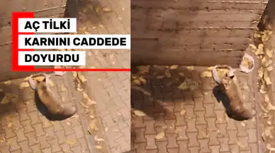 Gümüşhane'de şaşkına çeviren görüntü: Tilki şehrin göbeğinde karnını doyurdu!