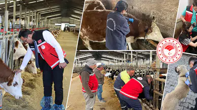 Gümüşhane’de hayvanlara yönelik 241 bin 536 koruyucu aşı uygulaması yapıldı