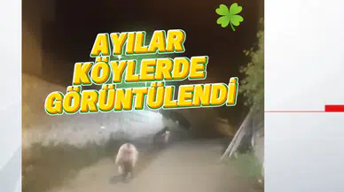 Gümüşhane’de ayılar köylüler tarafından görüntülendi