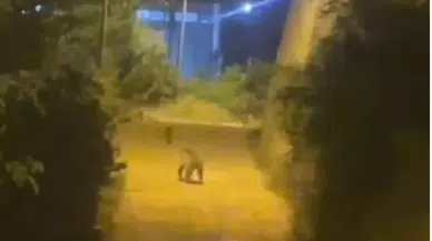 Gümüşhane'de ayı şehir merkezine indi