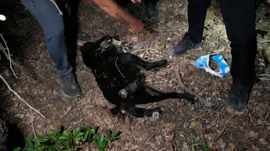 Gümüşhane'de barınak olayının ardından ormanlık alanda ölü köpekler bulundu