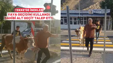 İnekler yaya geçidini kullandı, sahibi "mecburen" dedi