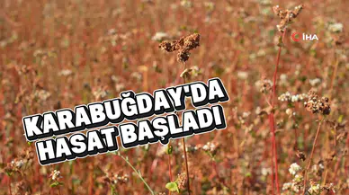 Gümüşhane’de karabuğday hasadı başladı