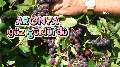 Gümüşhane’de ‘süper meyve’ aronya yüzleri güldürdü