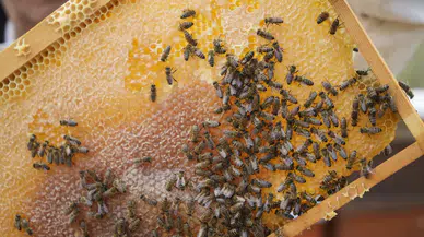 Gümüşhane’de bal rekoltesi arıcıların yüzünü güldürdü