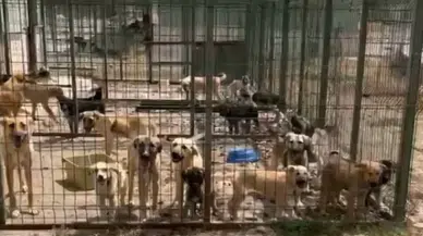 Gümüşhane’de Hayvan Barınağında Ölüm İddiaları: Valilik İnceleme Başlattı, Belediye Açıklama Yaptı