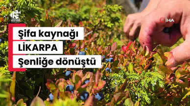 Doğanın şifa kaynağı Likarpa, Gümüşhane’de şenliğe dönüştü