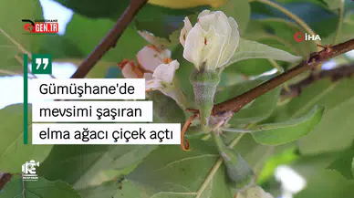 Gümüşhane'de mevsimi şaşıran elma ağacı çiçek açtı