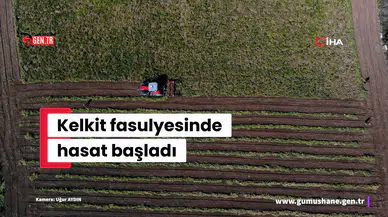 Kelkit’in coğrafi işaretli şeker fasulyesinin hasadı başladı
