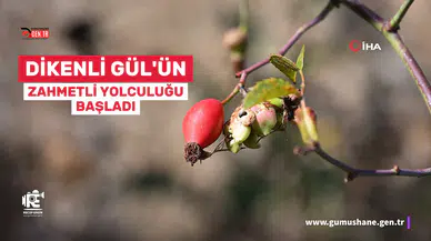 Gümüşhane'nin "Dikenli Gülü" kuşburnu, zahmetli yolculukla sofraya geliyor