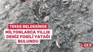 Gümüşhane’de milyonlarca yıllık deniz fosili yatağı