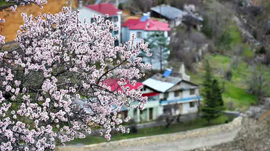 Gümüşhane’de baharın renkleri kışın beyazıyla kucaklaştı
