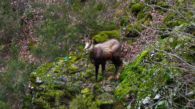 Türkiye’de en düşük rakımda sadece Gümüşhane’de görülüyor!