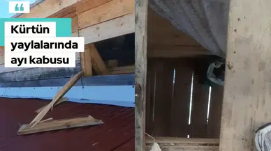 Kış Uykusundan Aç Uyandılar! Gümüşhane'de Yayla Evlerini Paramparça Ettiler