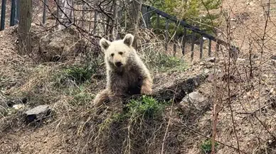 Gümüşhane'de şaşırtan manzara! Vatandaşlar 'Koca Oğlan'ı ekmekle besledi