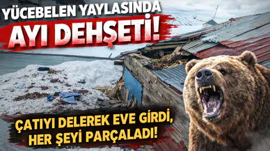 Gümüşhane yaylarında ayı dehşeti devam ediyor