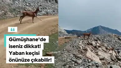 Gümüşhane'de iseniz dikkat! Karşınıza yaban keçisi çıkabilir