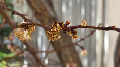 Gümüşhane’de zirai don hafif atlatıldı
