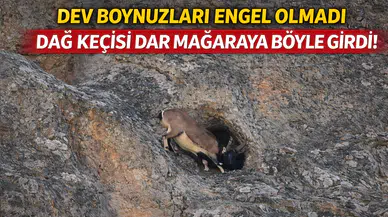 Dağ Keçisinin hayran bırakan çevikliği kameralarda