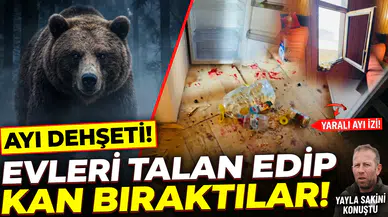 Minarli Yaylası'nda ayı kabusu: Bir gecede evleri talan ettiler