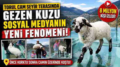 Gümüşhane'de Cam Terasta Gezen Kuzu Sosyal Medyanın Yeni Fenomeni Oldu