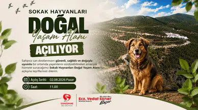 Sokak Hayvanları Doğal Yaşam Alanı açılıyor