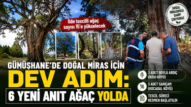 Gümüşhane’de Doğal Miras İçin Dev Adım: 6 Yeni Anıt Ağaç Yolda