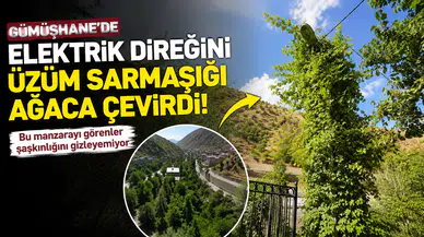 İlk Bakışta Ağaç Sanıyorlar: Gümüşhane'deki Bu Direğin Asıl Gerçeğini Görenler Şaşırıyor!