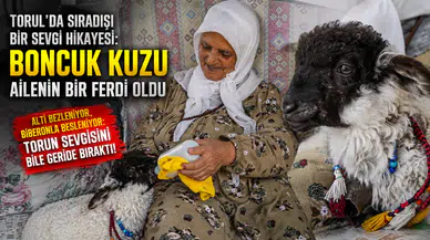 Torul'da Sıradışı Bir Sevgi Hikayesi: Boncuk Kuzu Ailenin Bir Ferdi Oldu
