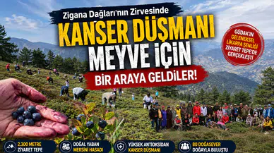 Gümüşhane'de 80 Doğasever Doğal Yaban Mersini Hasadı Yaptı