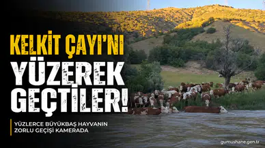 Kelkit Çayı'nı Yüzerek Geçen Büyükbaş Hayvan Sürüsü Renkli Görüntüler Oluşturdu