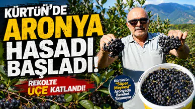Kürtün’ün "Süper Meyvesi" Aronyada Hasat Bereketi Yaşandı