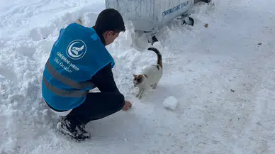 Ülkü Ocaklarından sokak hayvanlarına mama desteği