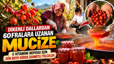Dikenli Dallardan Sofralara Uzanan Mucize: C Vitamini Deposu İçin Gün Boyu Süren Zahmetli Yolculuk
