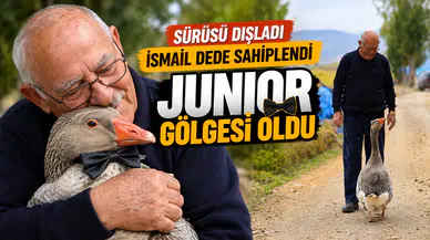 Gümüşhane'de dışlanan kaz "Juniour" İsmail Dede'nin gölgesi oldu