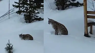 Gümüşhane’nin "Orman Hayaleti" Kar Üstünde Ortaya Çıktı