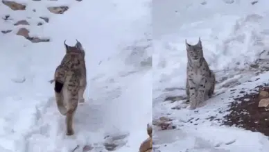 Şiran’da vaşak yerleşim alanında görüntülendi