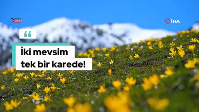 Gümüşhane’de iki mevsim bir arada: Bir yanda kar, bir yanda çiçek