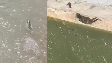 Harşit Çayı'nda Koruma Altındaki Su Samuru Görüntülendi