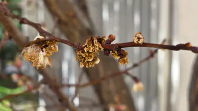 Gümüşhane’de zirai don hafif atlatıldı