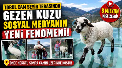 Gümüşhane'de Cam Terasta Gezen Kuzu Sosyal Medyanın Yeni Fenomeni Oldu