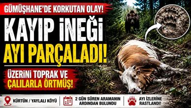 Kürtün'de İki Günlük Arama Dehşetle Bitti: Kayıp İneği Ayı Parçaladı