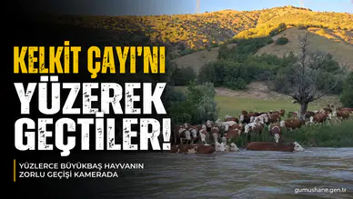 Kelkit Çayı'nı Yüzerek Geçen Büyükbaş Hayvan Sürüsü Renkli Görüntüler Oluşturdu