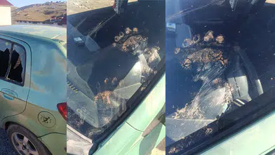 Gümüşhane’de ayı park halindeki araca saldırdı