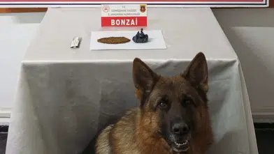 Gümüşhane’de zehir sevkiyatına Jandarma engel oldu