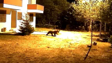 Gümüşhane’de alarm sesine aldırış etmeyen iki ayı görüntülendi