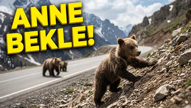 Gümüşhane Yaban Hayatından Tebessüm Ettiren Kareler: Anne Ayı ve Yavruları Kamerada