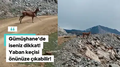 Gümüşhane'de iseniz dikkat! Karşınıza yaban keçisi çıkabilir